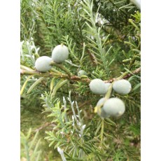 Prumnopitys taxifolia Prumnopitys taxifolia